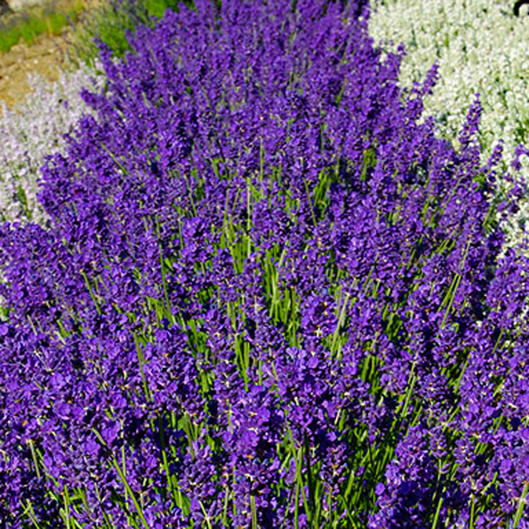 Lavender Cultivar: Purple Treasure - Lavender Northwest