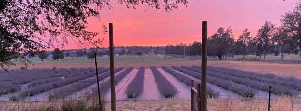 LovingKindnessLavender