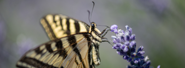 sprymountainlavender